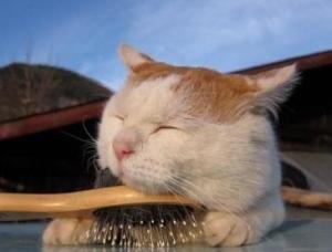 主人爱猫叔