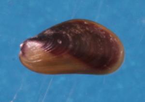 淡水壳菜