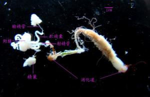 雄性生殖系统