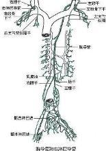 胸导管