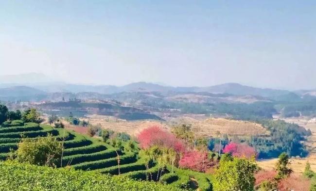 和平县青州镇种植了近6000棵不同品种的樱花