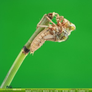 水虿