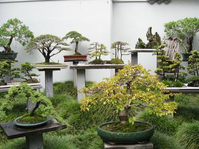 盆景园