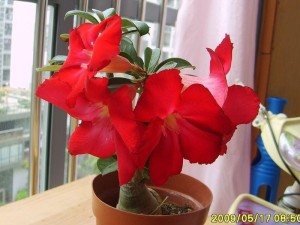沙漠玫瑰