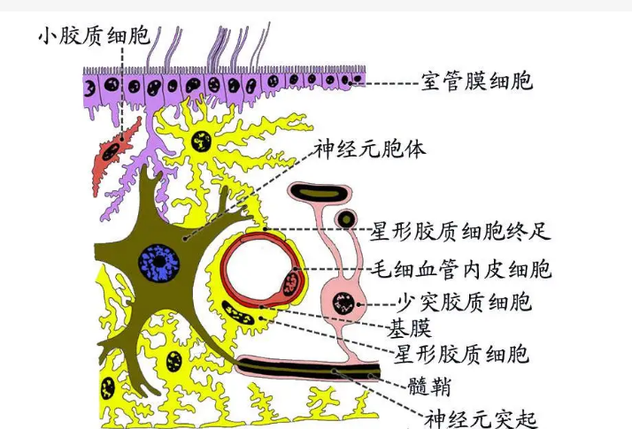 血脑屏障三层结构图片