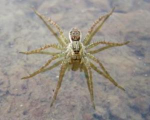 水蜘蛛 搜狗百科