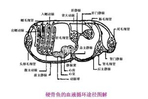 无颌类