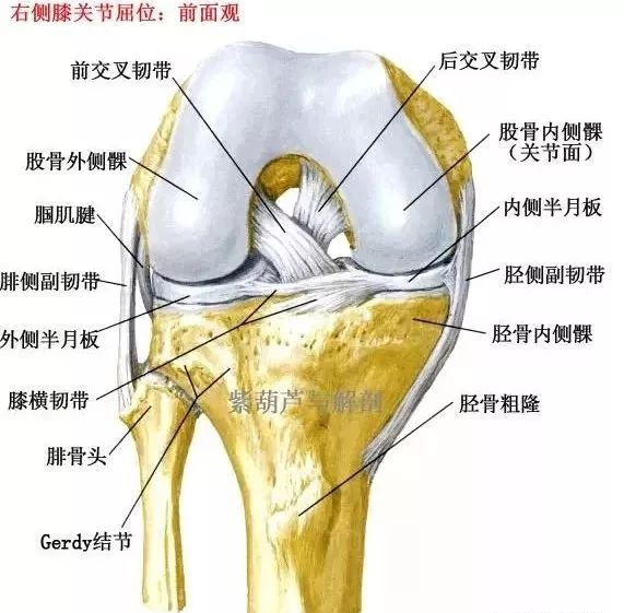 膝关节