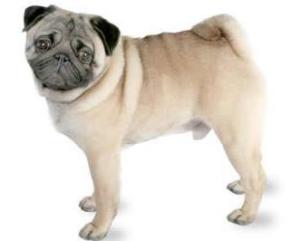 巴哥犬 搜狗百科