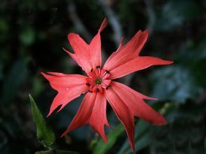 大花剪秋罗 石竹科剪秋罗属植物 搜狗百科 大花剪秋罗 石竹科剪秋罗属植物 搜狗百科