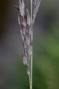 宿根画眉草