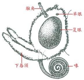 舔吸式口器