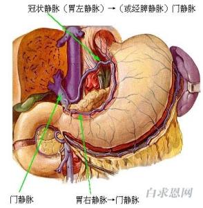 什么叫胃冠状静脉图片