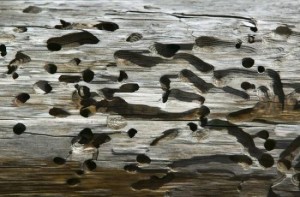 迷宫一样的船蛆洞