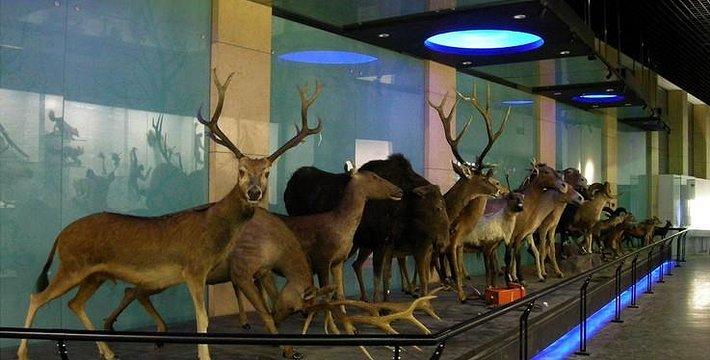 标本是什么生物 0