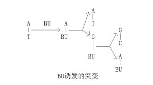 BU诱发的突变