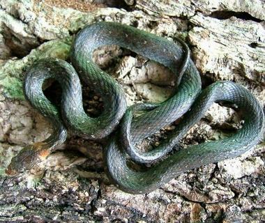 蛇是什么动物类 0