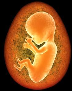 262,045,005 问题已被解决 qq一键登录 相关技术人造卵子人造精子和卵