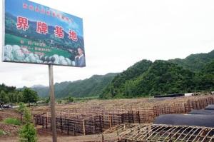 西峡香菇生产基地