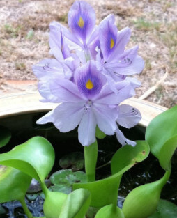 凤眼蓝 雨久花科凤眼蓝属植物 搜狗百科