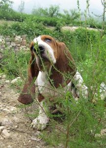 巴吉度猎犬