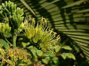 剑麻 Agave sisalana