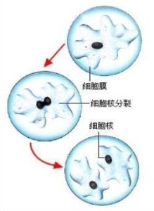 核分裂
