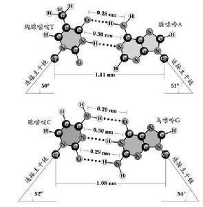 碱基配对氢键结构图图片