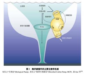 海洋碳循环的主要生物学机制