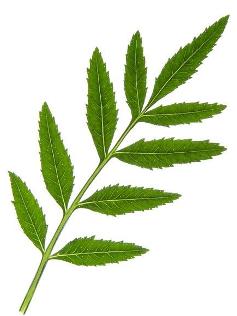 录目复叶(compound leaf)是由多数小叶组成,如与同等大小的单叶来比较