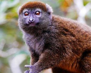 狒狒属于什么科 300