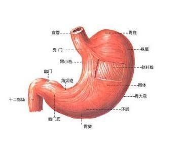 胃脘疼痛的位置图图片