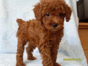 伴侣犬