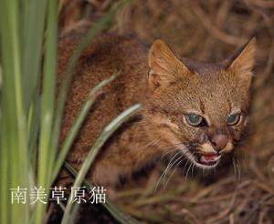 草原猫属