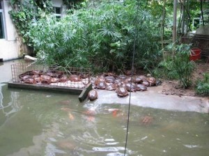 金钱龟饲养
