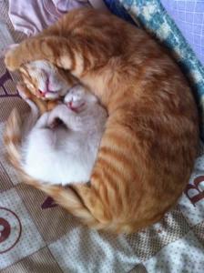 虎皮猫