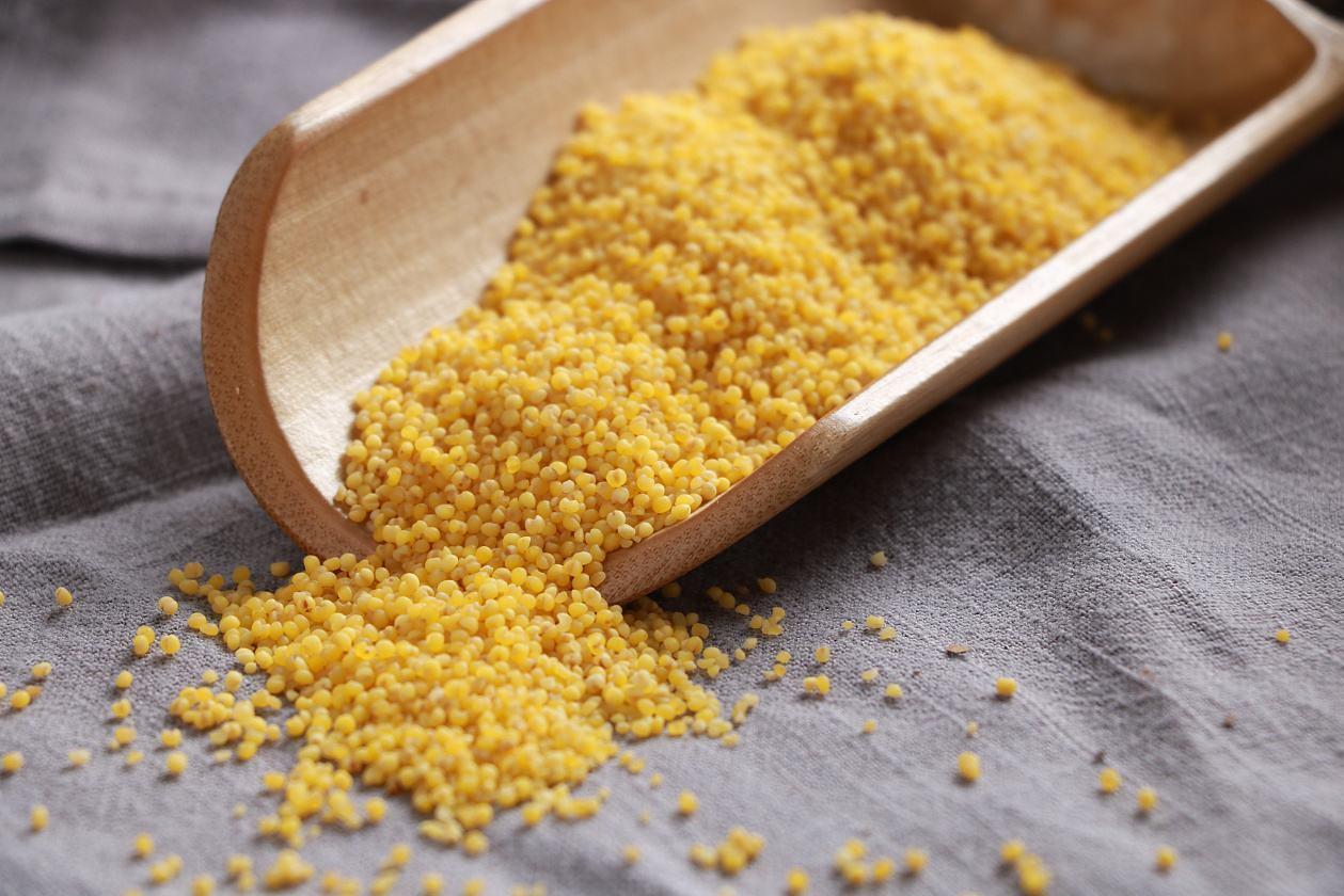 大黄米 禾本科黍属植物 搜狗百科