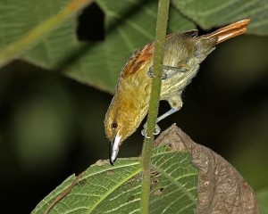 白须蚁鵙 - 搜狗百科