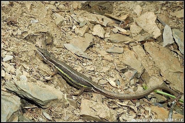雪山草蜥 搜狗百科