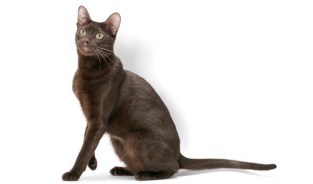 哈瓦那褐猫图片