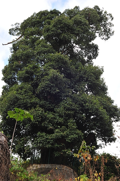 苦槠