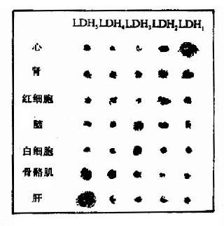 同工酶(isozyme/isoenzyme)是指性质不同(vmax和/或km不同)但催化反应