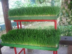 小麦草