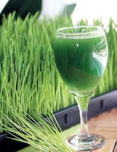 小麦草