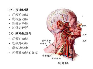 颈动脉窦