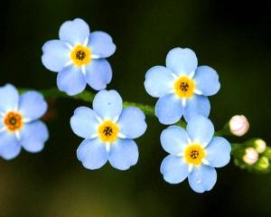 勿忘草 搜狗百科