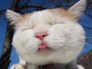 猫叔