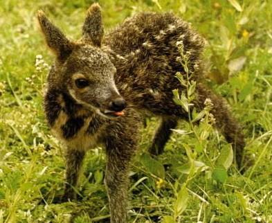 麝(哺乳动物) - 搜狗百科