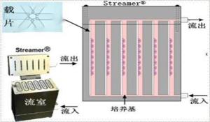 细胞动力学之细胞流体切应力加载系统模型