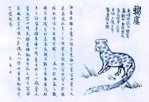 驺虞